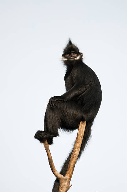 istock Ape on the Top of a Tree 159288673
