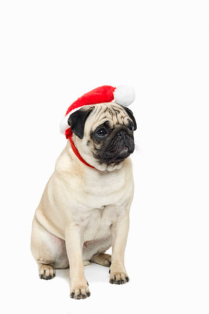 istock Cute pug wearing a red Santa Hat 159288832