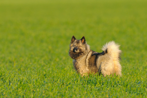Chow Crossbreed standing in a meadow
