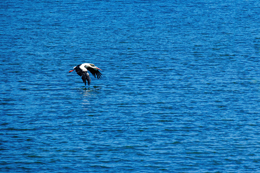 Two flying white storks (Ciconia ciconia) against a blue sky with ISO 100.