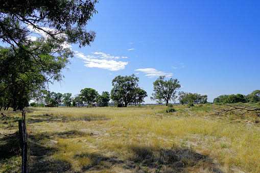 Grass trees in bush in the bush at Warby-Ovans National Park