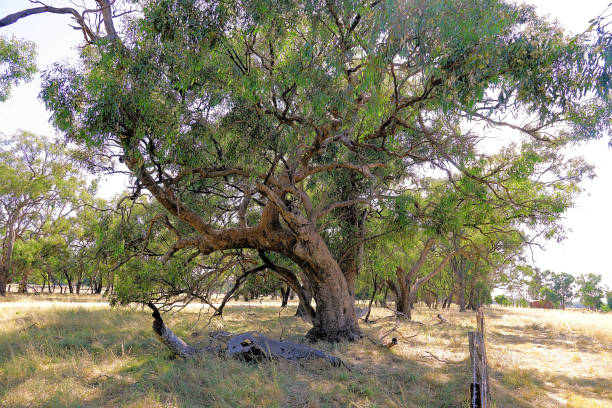 istock Lower Moira, Victoria, Australia 1592916359