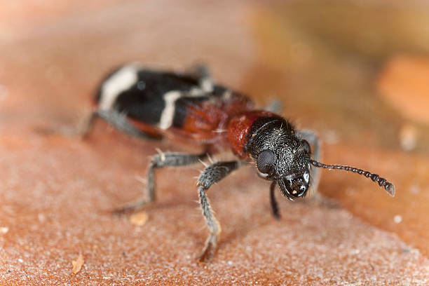 ant beetle (thanasimus formicarius) bliskie zbliżenie - formicarius zdjęcia i obrazy z banku zdjęć
