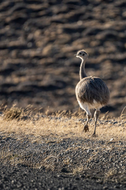 istock Darwin's Rhea walking away in the field. 1592926763