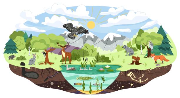 Concept of ecosystem Concept of ecosystem. Biodiversity and different forest habitats, carnivore animals. Wild life and environment, biology, flora and fauna. Ecology and nature. Cartoon flat vector illustration bioreserve stock illustrations