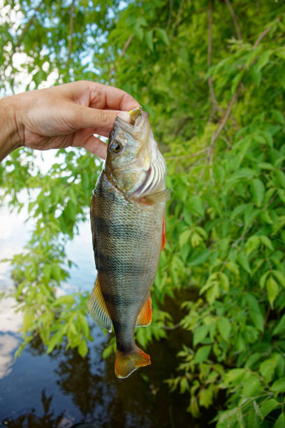 istock European perch in fisherman's hand 1592962182
