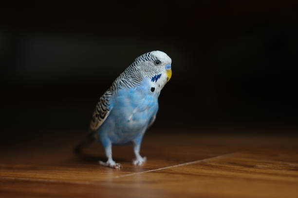 Vibrant blue budgerigar sitting on a perch in a pink birdcage near a mirror. Cute pet bird with playful surroundings. Pet care, avian lifestyle, and home animal content.