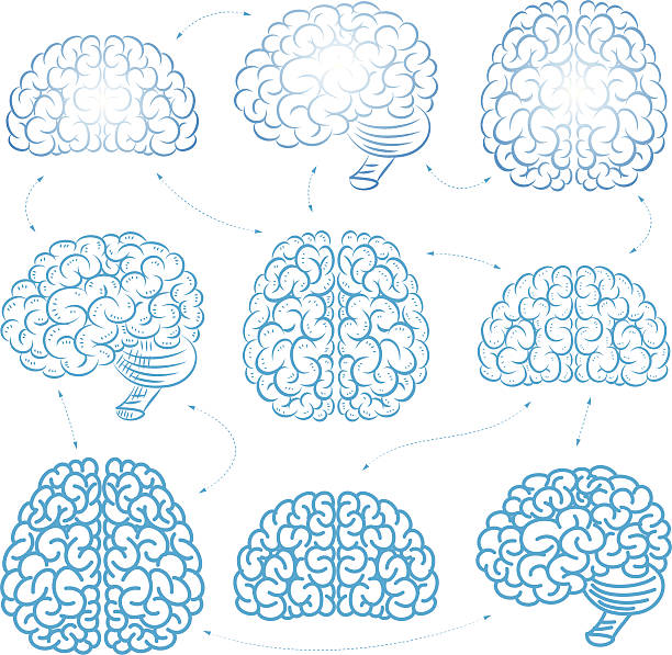 The vector brains front,side and top electric organ stock illustrations