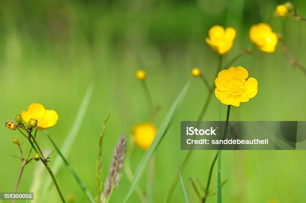 Wild Ranuncoli - Fotografie stock e altre immagini di Ambientazione esterna - Ambientazione esterna, Colore brillante, Composizione orizzontale