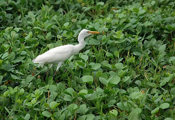 White egret is eating food in Sri Lanka