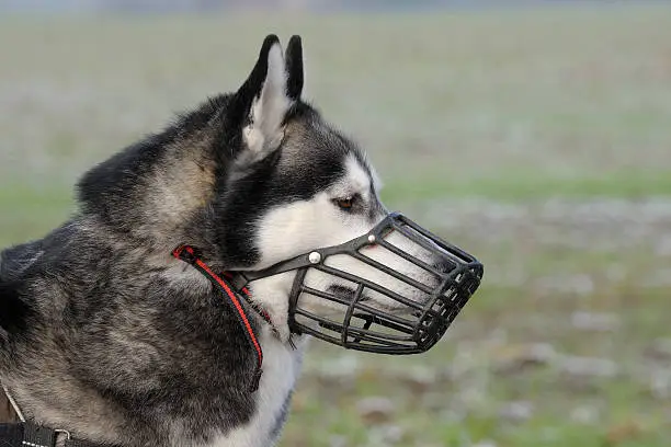 Portrait of a Siberian husky wearing a muzzle