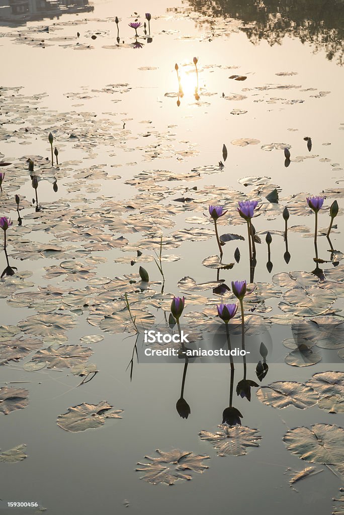 Seerose lotus Blume - Lizenzfrei Aquatisches Lebewesen Stock-Foto