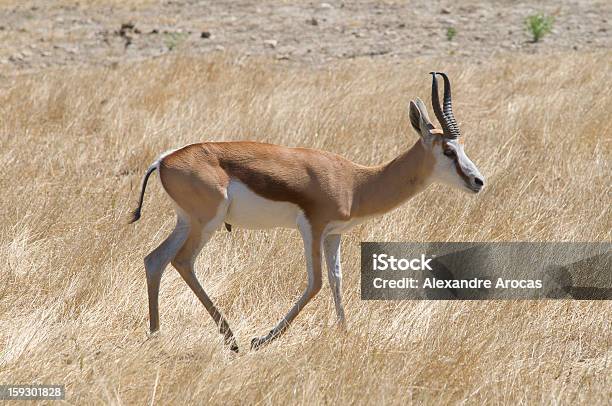 Antidorcas Marsupialis Foto de stock y más banco de imágenes de Animales salvajes - Animales salvajes, Boca de animal, Con cuernos