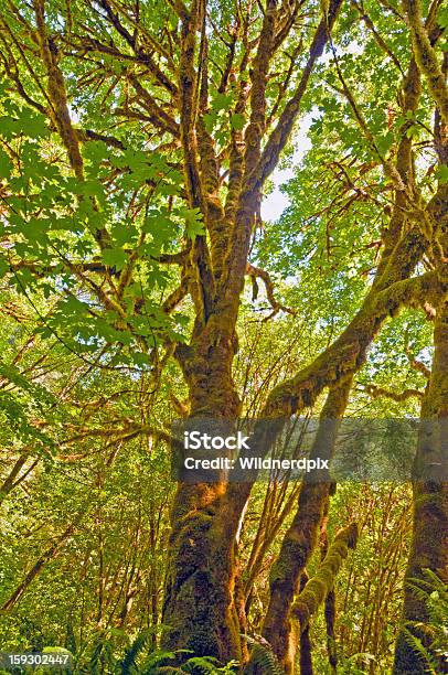 Moss Objęte Drzewo W Deszczu Las - zdjęcia stockowe i więcej obrazów Bez ludzi - Bez ludzi, Drzewo, Fotografika