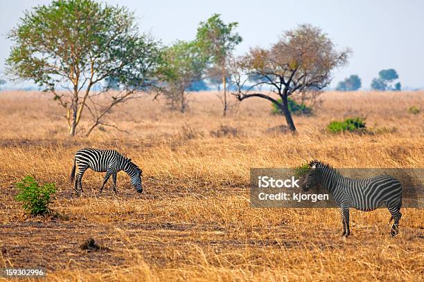 アフリカのゼブラ - ミクミ国立公園のストックフォトや画像を多数ご用意 - ミクミ国立公園, タンザニア, アフリカ