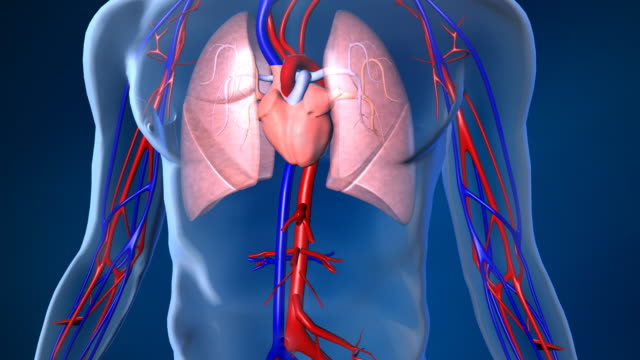 Beating Human Heart with Blood Flow