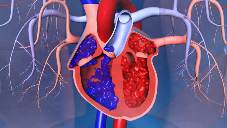 Circulatory System Stock Videos and Royalty-Free Footage - iStock Circulatory System Stock Videos and Royalty-Free Footage - iStock
