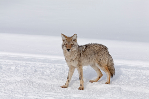 Coyote, Winter in Yellowstone NP, WY
