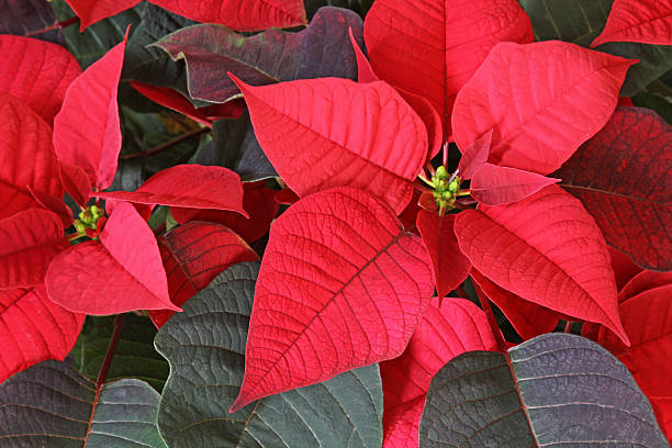 istock Poinsettia Red Flower 159306943