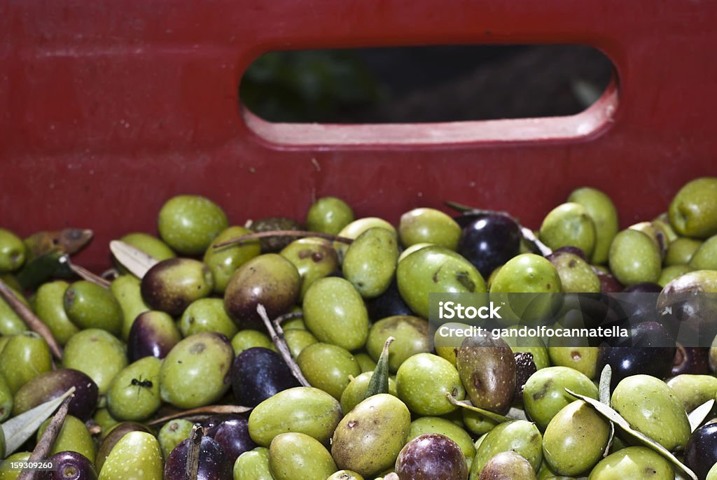 Olives dans la boîte. - Photo de Agriculture libre de droits