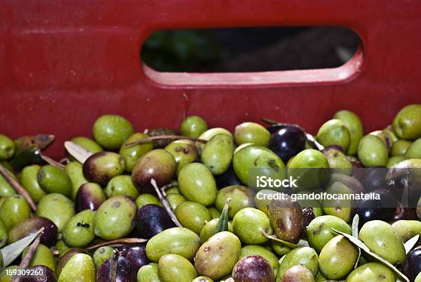 Photo libre de droit de Olives Dans La Boîte banque d'images et plus d'images libres de droit de Agriculture - Agriculture, Aliment, Aliment cru