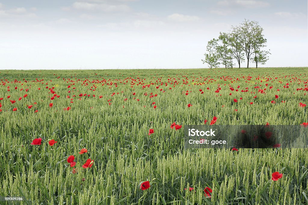 Pole pszenicy zielony Wiosna Scena - Zbiór zdjęć royalty-free (Bez ludzi)