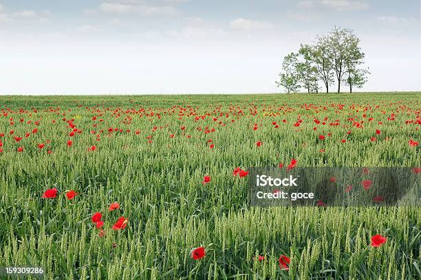 Campo De Trigo Verde Primavera Cena - Fotografias de stock e mais imagens de Agricultura - Agricultura, Ao Ar Livre, Campo agrícola