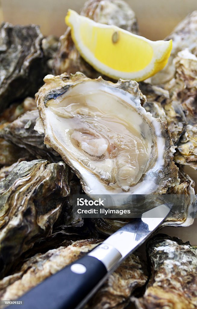 Shucked oyster - Zbiór zdjęć royalty-free (Bivalvia)