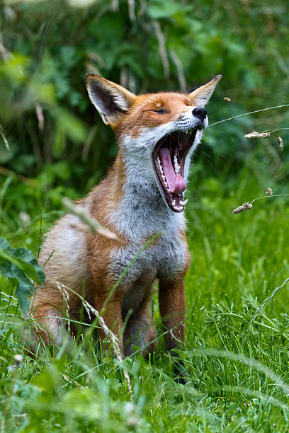 Red Fox yawning stock photo