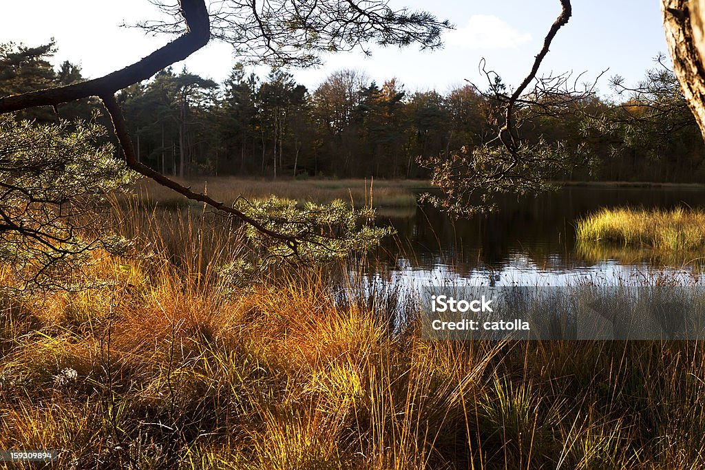 Rami di pino e lago - Foto stock royalty-free di Acqua
