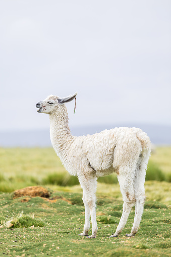One llama in the Bolivian Altiplano South America