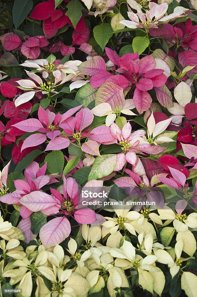 Poinsettia - Photo de Blanc libre de droits