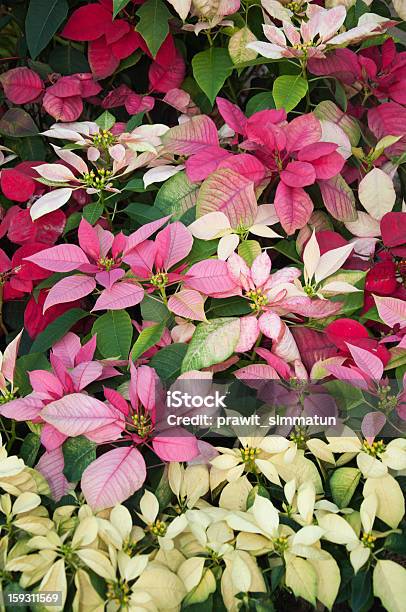 Foto de Bicodepapagaio e mais fotos de stock de Bico-de-Papagaio - Bico-de-Papagaio, Branco, Flor