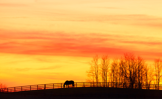 Horse grazing on a farm at sunset under dramatic sky