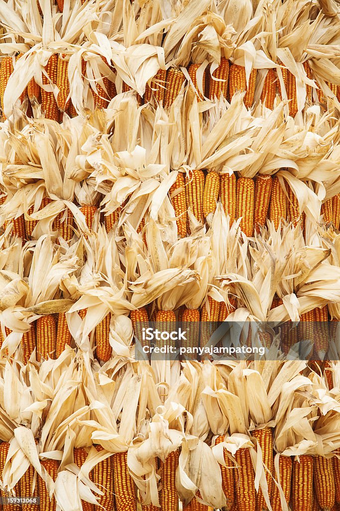 Harvested Corn Сушить - Стоковые фото Абстрактный роялти-фри