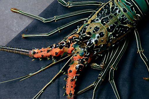 Spiny Lobster head on a blue colored napkin with a gray background mat, with one side soft key light