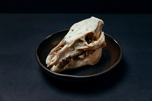 Goat Head skull on a dark brown bowl, with overhead soft key light