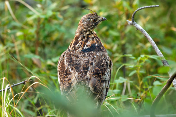 istock Ruffed grouse perched on the tree log in the summer forest. 1593140911