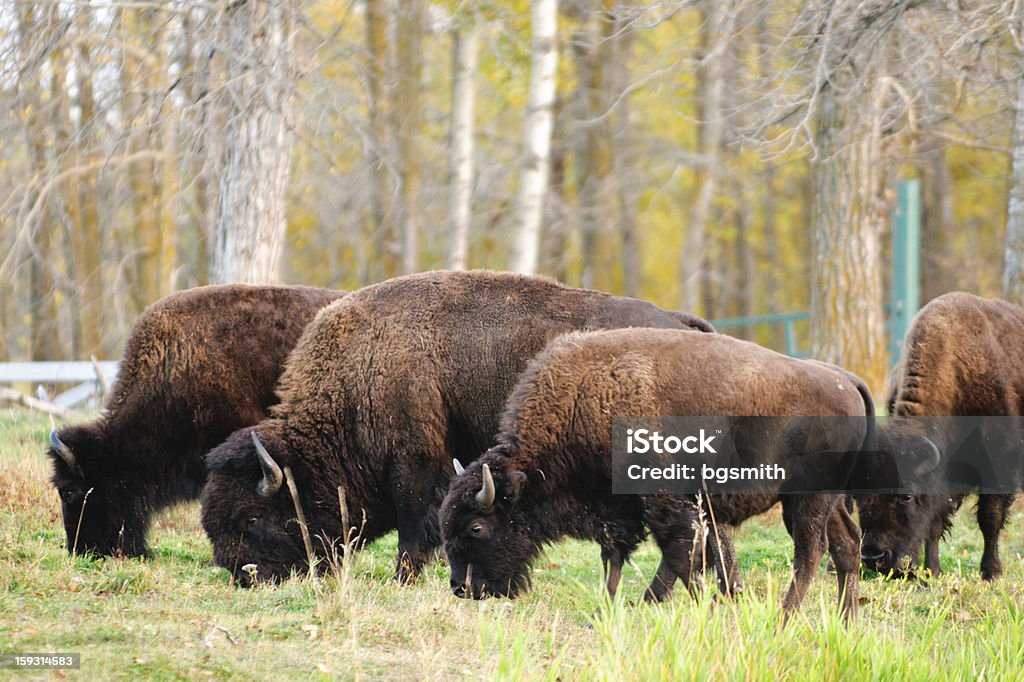 Bisonte das planícies - Royalty-free Bisonte americano Foto de stock