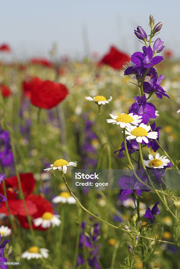 カラフルな自然の野生の花の春の風景 - クロー��ズアップのロイヤリティフリーストックフォト