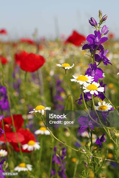 カラフルな自然の野生の花の春の風景 - クローズアップのストックフォトや画像を多数ご用意 - クローズアップ, ケシ, デイジー