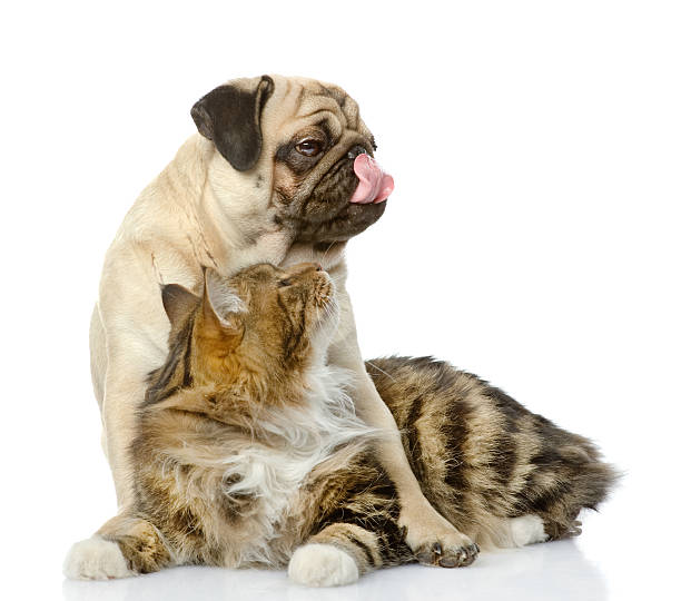 istock dog and cat together 159315695