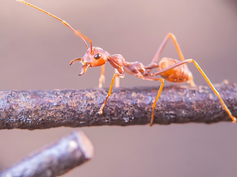 Close up of a solitary weaver ant.