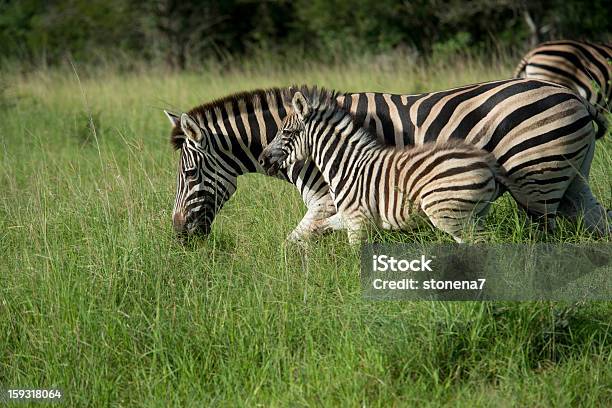 Foto de Zebra E Bebê e mais fotos de stock de Animais de Safári - Animais de Safári, Animal, Animal selvagem
