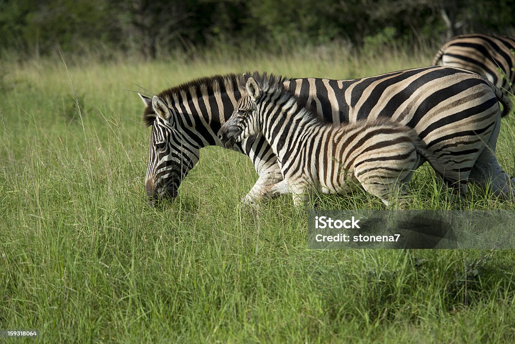 Зебра и ребенок - Стоковые фото Африка роялти-фри
