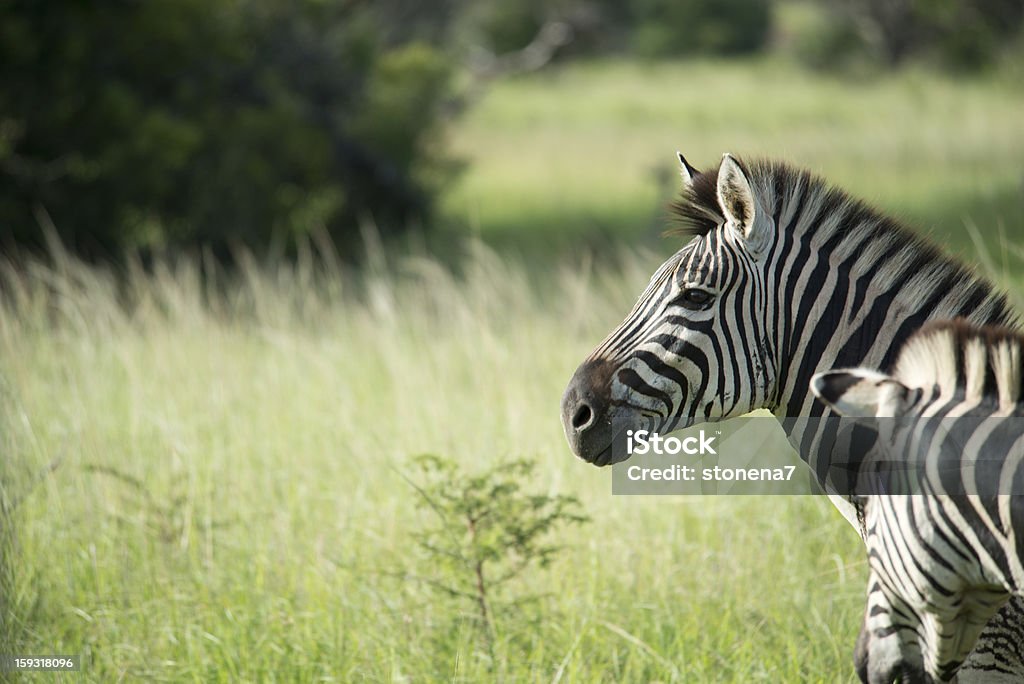 Medo de Zebra - Royalty-free Animal Foto de stock