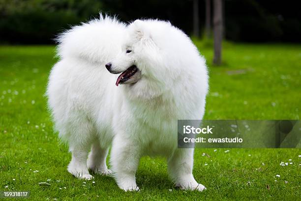 Samoiedo Cane - Fotografie stock e altre immagini di Ambientazione esterna - Ambientazione esterna, Animale, Animale da compagnia