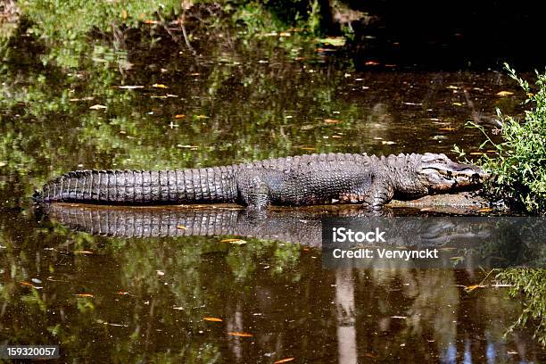 Gator ワーミング - アリゲーターのストックフォトや画像を多数ご用意 - アリゲーター, フロリダ州, ミシシッピーワニ