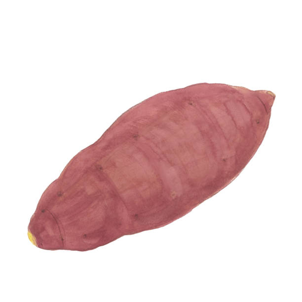 istock Sweet potato watercolor hand-painted illustration material 1593218439