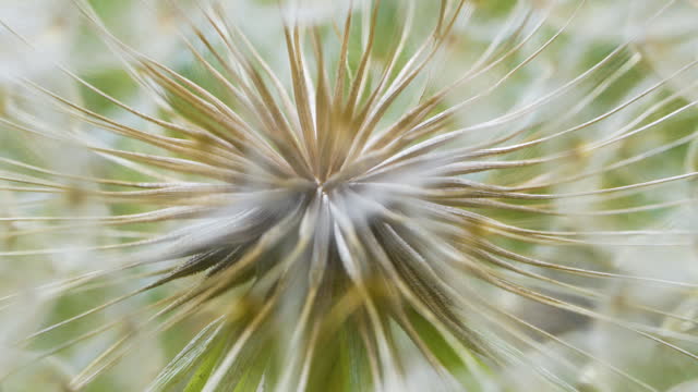 Macro 4K video of dandelion in nature